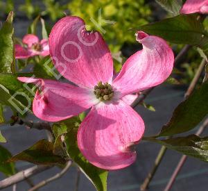 Cornus florida 'Royal Red'