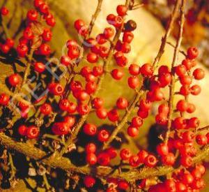 Cotoneaster horizontalis