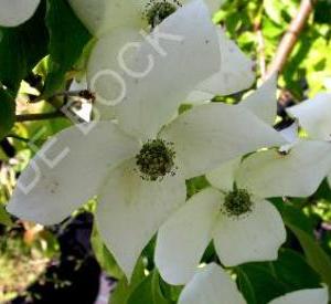 Cornus kousa 'China Girl'