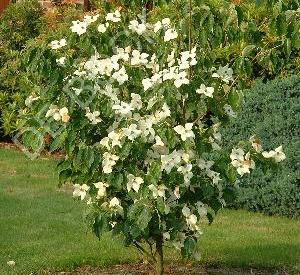 Cornus kousa chinensis