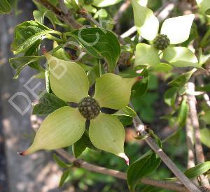 Cornus kousa 'Milky Way'