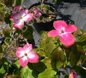 Cornus kousa 'Satomi'