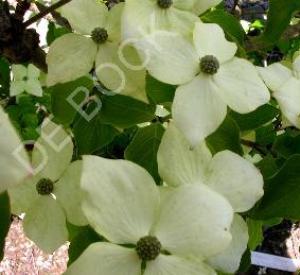 Cornus kousa 'Schmetterling'