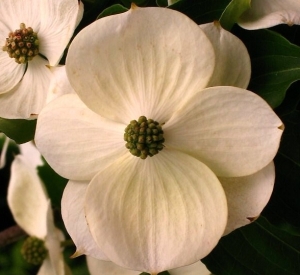 Cornus kousa 'Teutonia'