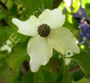 Cornus kousa 'Weisse Fontaine'