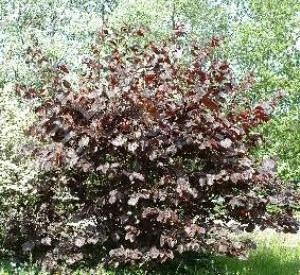 Corylus maxima 'Purpurea'