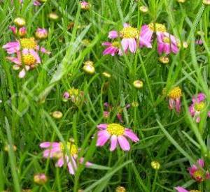 Coreopsis rosea 'American Dream'