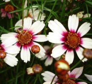 Coreopsis rosea 'Sweet Dreams' (r)