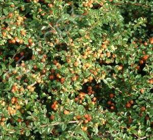 Cotoneaster suecicus 'Coral Beauty'