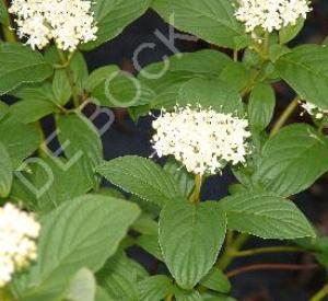 Cornus sericea 'Flaviramea'