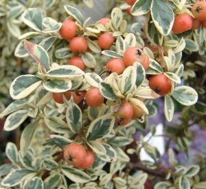 Cotoneaster suecicus 'Juliette'