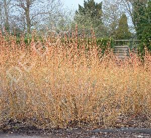 Cornus sanguinea 'Midwinter Fire'