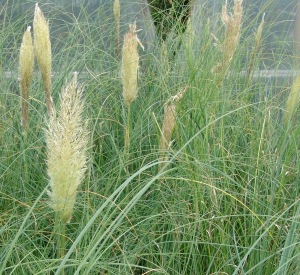 Cortaderia selloana 'Pumila'