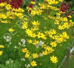 Coreopsis verticillata