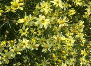 Coreopsis verticillata 'Moonbeam'