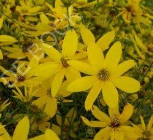 Coreopsis verticillata 'Zagreb'