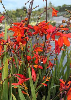 Crocosmia 'Babylon'