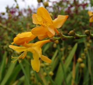 Crocosmia 'Buttercup'