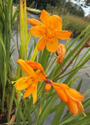 Crocosmia 'Colombus'