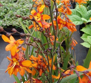 Crocosmia 'Emily McKenzie'