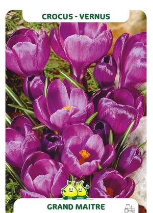 Crocus 'Grand Maitre'