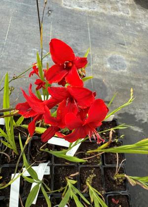 Crocosmia 'Hell Fire'