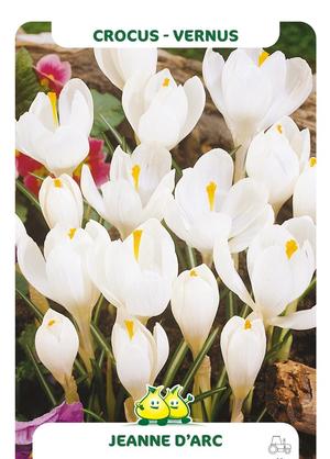 Crocus 'Jeanne d'Arc'