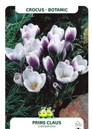 Crocus 'Prins Claus'