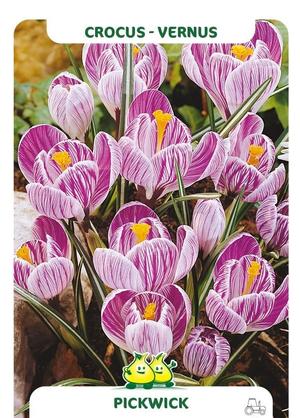Crocus 'Pickwick'