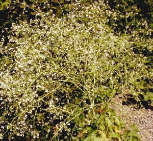 Crambe cordifolia