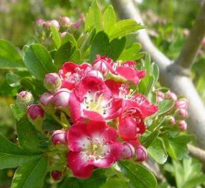 Crataegus laevigata 'Crimson Cloud'