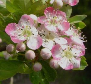 Crataegus laevigata 'Princess Sturdza'