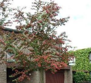 Crataegus laevigata 'Paul's Scarlet'