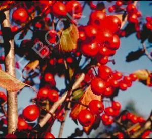 Crataegus monogyna