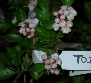 Crataegus mordenensis 'Toba'