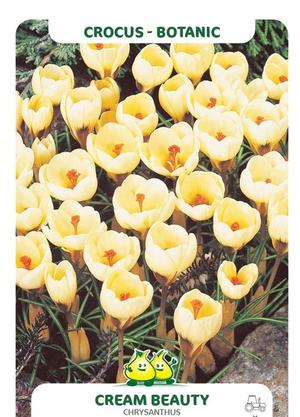 Crocus 'Cream Beauty'