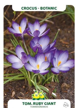 Crocus tommasinianus 'Ruby Giant'
