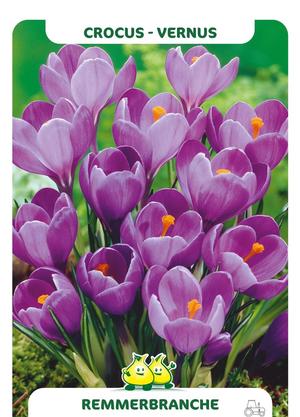 Crocus vernus BLAUW