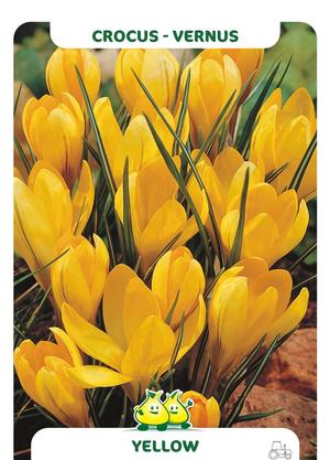 Crocus vernus GEEL