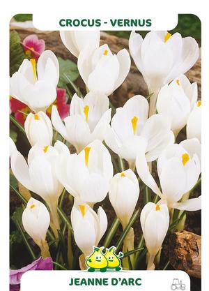 Crocus vernus WIT