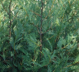 Cupressocyparis leylandii '2001'