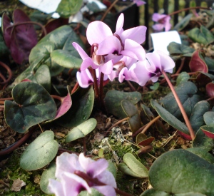 Cyclamen coum