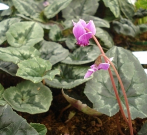 Cyclamen hederifolium roze