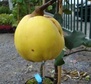 Cydonia oblonga 'Rea's Mammoth'