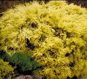 Cytisus praecox 'Allgold'