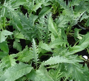 Cynara scolymus