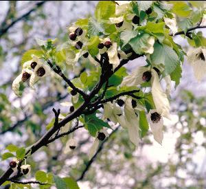 Davidia involucrata