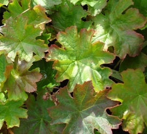 Darmera peltata