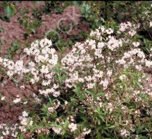 Deutzia hybrida 'Mont Rose'