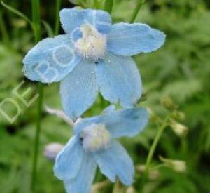 Delphinium belladonna 'Cliveden Beauty'